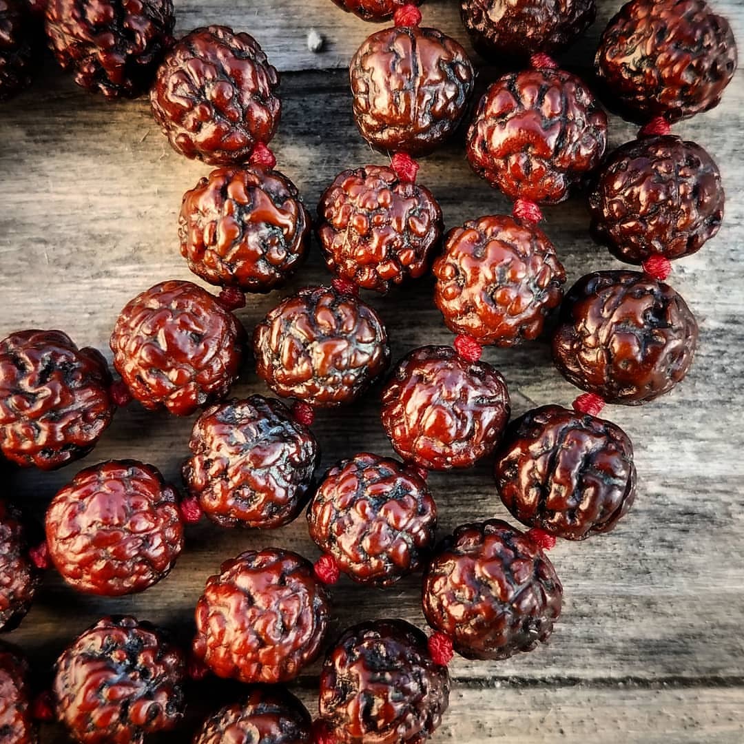 Rudraksha Image 10