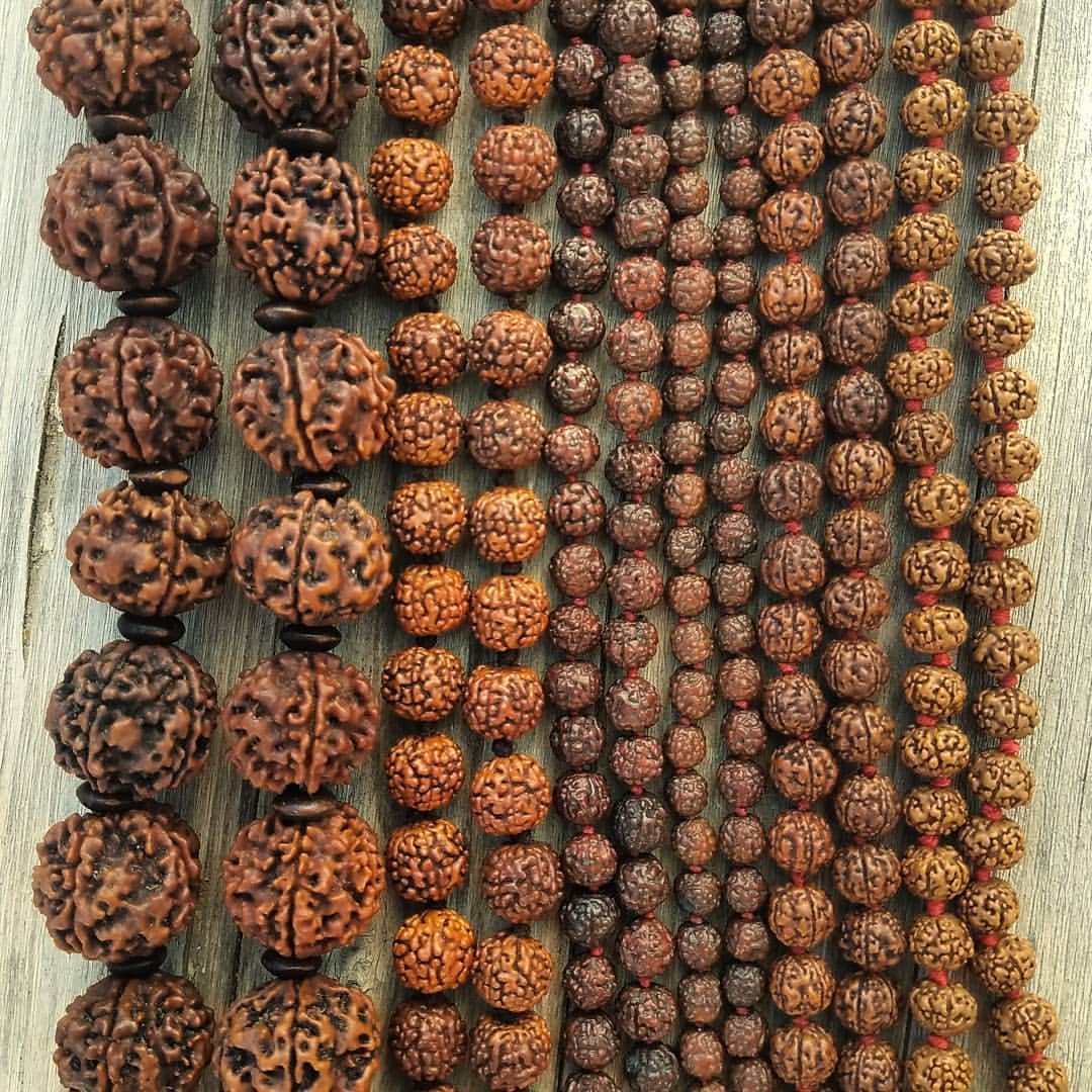 Rudraksha Image 16