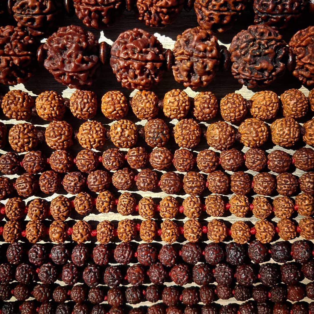 Rudraksha Image 6